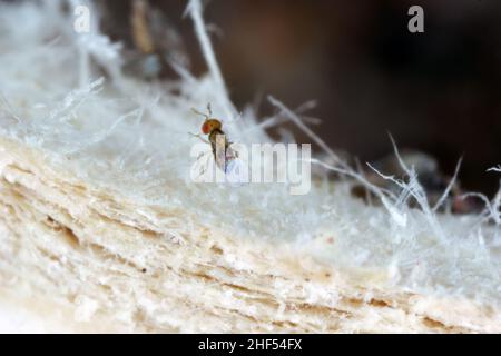 Les parasitoïdes des oeufs de Trichogramma sont utilisés avec succès pour le contrôle biologique d'une large gamme de lépidoptères nuisibles dans le monde entier. Banque D'Images