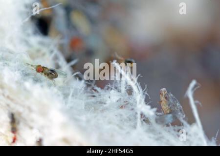 Les parasitoïdes des oeufs de Trichogramma sont utilisés avec succès pour le contrôle biologique d'une large gamme de lépidoptères nuisibles dans le monde entier. Banque D'Images