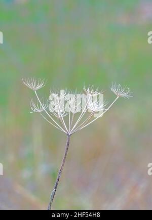 Mort Hotweed tête en hiver Banque D'Images