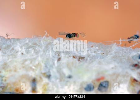 Les parasitoïdes des oeufs de Trichogramma sont utilisés avec succès pour le contrôle biologique d'une large gamme de lépidoptères nuisibles dans le monde entier. Banque D'Images