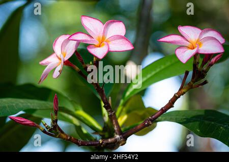 fleurs en porcelaine, fleur de frangipani, la couleur est très riche avec la beauté exotique du tronc et des racines grandes, lisses feuilles vertes brillantes Banque D'Images