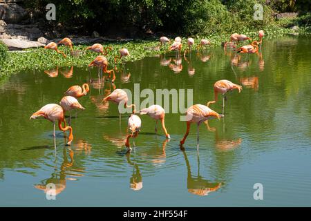 flamingo, est le symbole national des Bahamas Banque D'Images