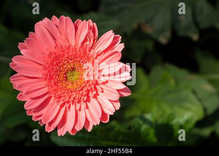 Gerbera, Fleur au sens symbolique du bonheur et de l'amour Banque D'Images