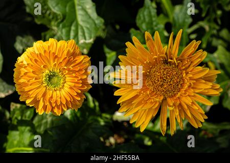 Gerbera, Fleur au sens symbolique du bonheur et de l'amour Banque D'Images