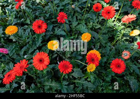 Gerbera, Fleur au sens symbolique du bonheur et de l'amour Banque D'Images