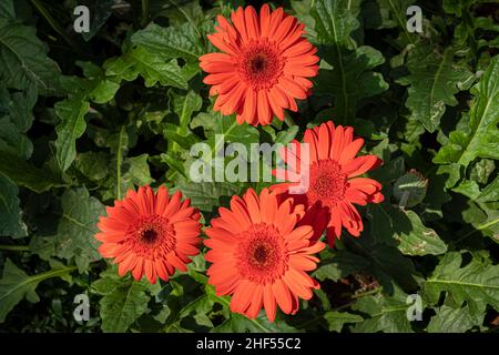 Gerbera, Fleur au sens symbolique du bonheur et de l'amour Banque D'Images