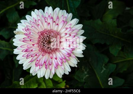 Gerbera, Fleur au sens symbolique du bonheur et de l'amour Banque D'Images