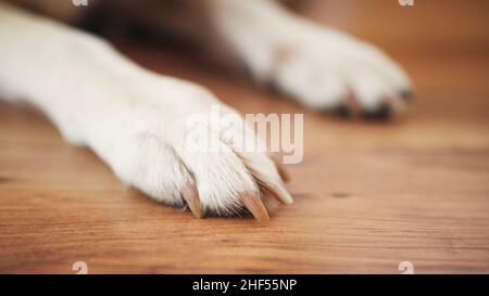 Paws of labrador Retriever sur parquet.Gros plan du chien d'attente à la maison. Banque D'Images