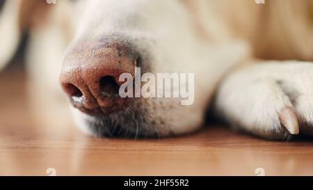 Gros plan du chien endormi à la maison.Sneout of labrador Retriever sur parquet. Banque D'Images