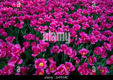 Tulipe, la fleur nationale des pays-Bas Banque D'Images