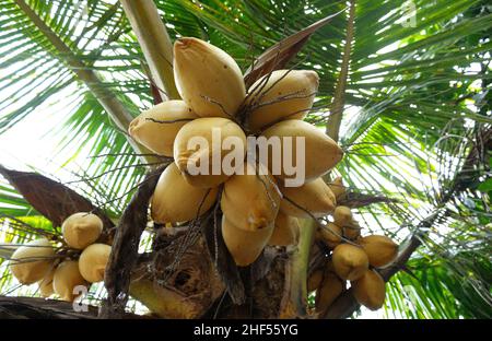 Noix de coco jaune sur l'arbre.Un gros plan détaillé d'une noix de coco jaune sur un arbre Banque D'Images