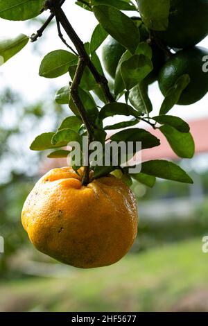 Fruit de mandarine persimmon dans la ville de sa Déc, Vietnam Banque D'Images