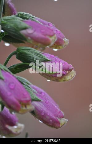 Une photographie en gros plan d'une fleur de renfgant (Digitalis) avec des gouttelettes d'eau sur elle de la pluie Banque D'Images