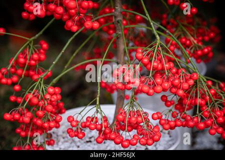 L'espèce d'arbre représente la bonne chance dans la nouvelle année au Vietnam Banque D'Images