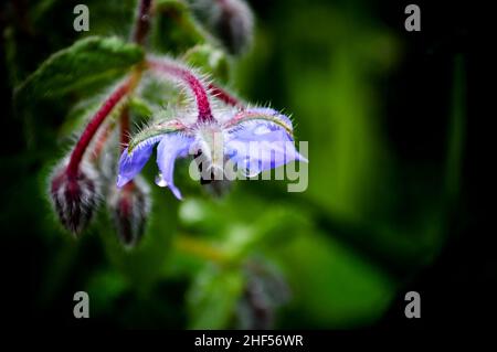 Une seule fleur de bourrache bleue (Borango officinalis) coud sur sa tige après la pluie. Espace de copie disponible Banque D'Images