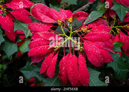 Belles fleurs sauvages dans le parc de Ho Chi Minh ville, Vietnam Banque D'Images