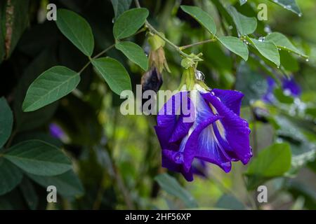 La fleur de pois de papillon violet est si belle Banque D'Images