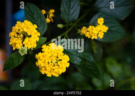 Belles fleurs sauvages dans le parc de Ho Chi Minh ville, Vietnam Banque D'Images