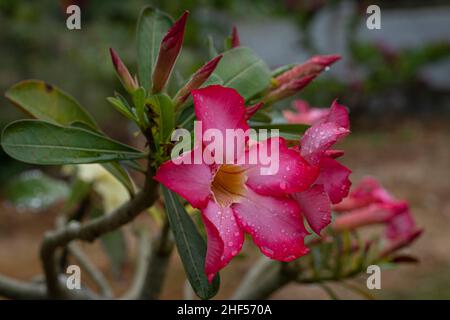 fleurs en porcelaine, fleur de frangipani, la couleur est très riche avec la beauté exotique du tronc et des racines grandes, lisses feuilles vertes brillantes Banque D'Images