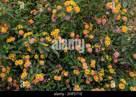 Belles fleurs sauvages dans le parc de Ho Chi Minh ville, Vietnam Banque D'Images