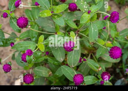 Belles fleurs sauvages dans le parc de Ho Chi Minh ville, Vietnam Banque D'Images