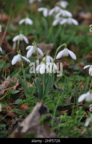 Une souche de gouttes de neige (goutte de Galanthus) qui sont larges au début du printemps avec des feuilles de litière sur le sol Banque D'Images