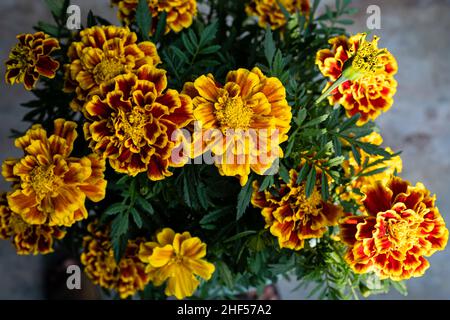 Symbole de fleur Marigold pour bonne chance Banque D'Images