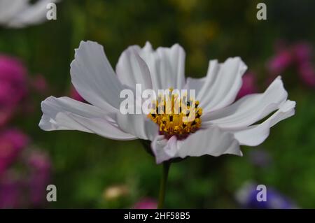 Une seule fleur de cosmos ouverte avec un arrière-plan de jardin flou Banque D'Images