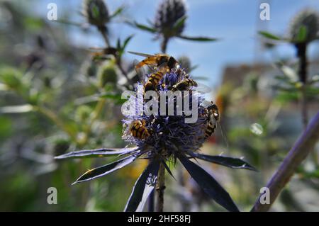 Hoverflies (Syrphidae) appréciant le nectar d'une fleur de Seaholly (Eryngium planum) en milieu d'été, Royaume-Uni Banque D'Images