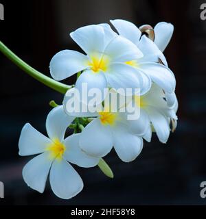 fleurs en porcelaine, fleur de frangipani, la couleur est très riche avec la beauté exotique du tronc et des racines grandes, lisses feuilles vertes brillantes Banque D'Images