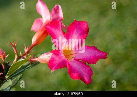 fleurs en porcelaine, fleur de frangipani, la couleur est très riche avec la beauté exotique du tronc et des racines grandes, lisses feuilles vertes brillantes Banque D'Images