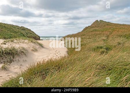 Accès à la plage dans les dunes de la côte danoise de la mer du Nord à Jutland, près de Norre Vorupor Banque D'Images