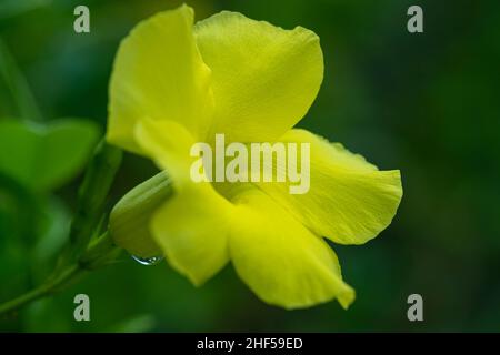 cloche jaune, trompette dorée ou fleur de coupe de beurre Banque D'Images