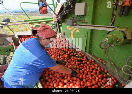 ITALIE, Parme, Basilicova, production de tomates sous contrat pour la société Mutti s.p.a., récolte avec la moissonneuse de Guaresi, les tomates prunes récoltées sont utilisées pour la tomate en conserve, pulpo, passata et concentré de tomate / ITALIEN, Tomaten Vertragsanfuer Firma Mutti spa, die geernteten Flaschentomaten den weranschliatenend, Zu et Tomatenbeitentbeat und Doosseriterbeität, Posotseritert und DosstragätserierToutes les 100 Prozent Italien, Aussortierung unreifer und beschädigter Tomaten Banque D'Images