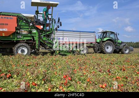 ITALIE, Parme, Basilicova, production de tomates sous contrat pour la société Mutti s.p.a., récolte avec la moissonneuse de Guaresi, les tomates prunes récoltées sont utilisées pour la tomate en conserve, pulpo, passata et concentré de tomate / ITALIEN, Tomaten Vertragsanfuer Firma Mutti spa, die geernteten Flaschentomaten den weranschliatenend, Zu et Tomatenbeitentbeat und Doosseriterbeität, Posotseritert und DosstragätserierToutes les 100 Prozent Italien Banque D'Images