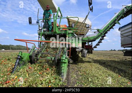 ITALIE, Parme, Basilicova, production de tomates sous contrat pour la société Mutti s.p.a., récolte avec la moissonneuse de Guaresi, les tomates prunes récoltées sont utilisées pour la tomate en conserve, pulpo, passata et concentré de tomate / ITALIEN, Tomaten Vertragsanfuer Firma Mutti spa, die geernteten Flaschentomaten den weranschliatenend, Zu et Tomatenbeitentbeat und Doosseriterbeität, Posotseritert und DosstragätserierToutes les 100 Prozent Italien Banque D'Images