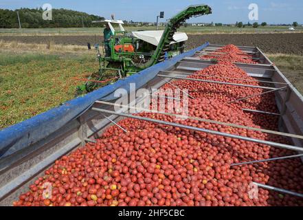 ITALIE, Parme, Basilicova, production de tomates sous contrat pour la société Mutti s.p.a., récolte avec la moissonneuse de Guaresi, les tomates prunes récoltées sont utilisées pour la tomate en conserve, pulpo, passata et concentré de tomate / ITALIEN, Tomaten Vertragsanfuer Firma Mutti spa, die geernteten Flaschentomaten den weranschliatenend, Zu et Tomatenbeitentbeat und Doosseriterbeität, Posotseritert und DosstragätserierToutes les 100 Prozent Italien Banque D'Images