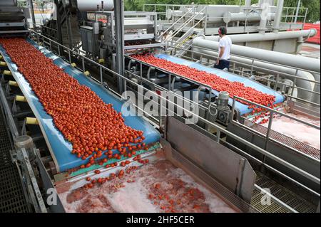 ITALIE, Parme, Basilicova, entreprise de mise en conserve de tomates Mutti s.p.a., fondée en 1899, les tomates prune fraîches sont conservées en conserve comme tomates, pulpo, passata et concentré de tomates, unité de lavage / ITALIEN, Parme, Basilicova, Tomatenkonservenfabrik Firma Mutti spa, die frisch geernert en Flaschentomaten WERDEN, PARME, Protetatenden, Posotseriten und Prozentseriten, 100 Zu, Protseriten und Protetreten, Prozentätseriten und ProWaschanlage Banque D'Images