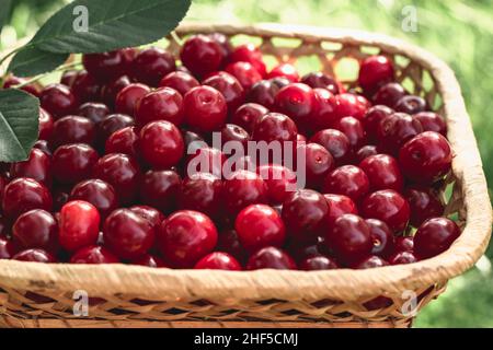 Cerises mûres dans un panier sur l'herbe de pelouse.Récolte de baies de cerises dans le jardin d'été.Photo horizontale. Banque D'Images