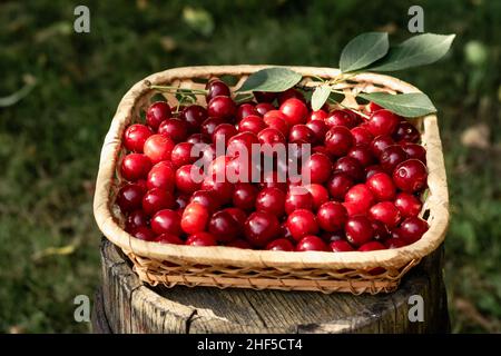 Cerises récoltées dans un panier.Jardinage, récolte.Photo horizontale. Banque D'Images