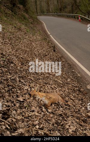 Un renard roux mort, ville d'un accident de la route d'une route britannique. Banque D'Images