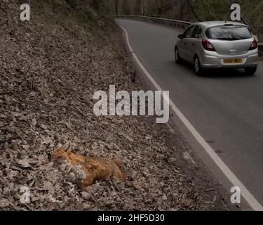 Un renard roux mort, ville d'un accident de la route d'une route britannique. Banque D'Images