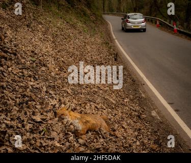 Un renard roux mort, ville d'un accident de la route d'une route britannique. Banque D'Images