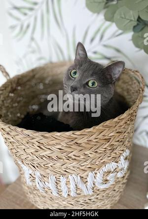 chaton gris dans un panier en osier Banque D'Images