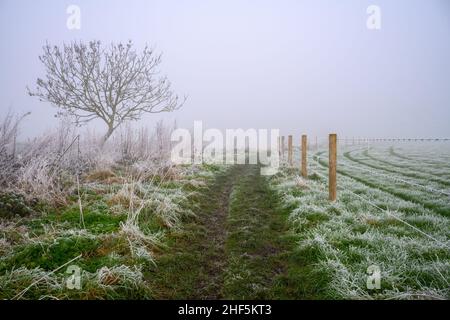 Sentier rural brumeux à travers les champs Banque D'Images