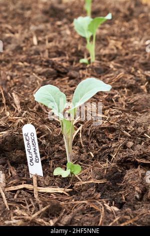 Chou-fleur (Brassica oleracea) Romanesco plante de bouchon dans un sol riche en matière organique rempli dans un potager lit surélevé. Banque D'Images