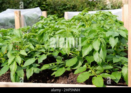 Charlotte New plants de pommes de terre poussant dans la riche matière organique sol rempli dans un potager lit surélevé. Banque D'Images