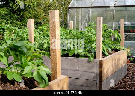 Charlotte New plants de pommes de terre poussant dans la riche matière organique sol rempli dans un potager lit surélevé. Banque D'Images