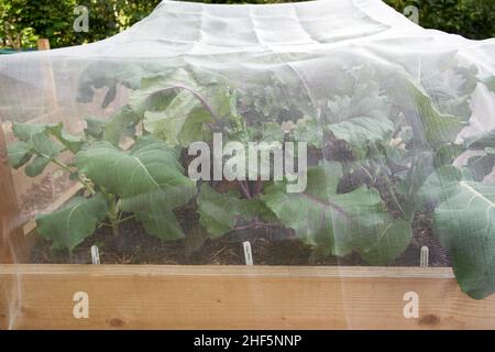 Mélange Brassica oleracea, Broccoli, Kalettes, chou-fleur romanesco croissant dans une riche matière organique sol rempli dans un potager lit surélevé. Banque D'Images