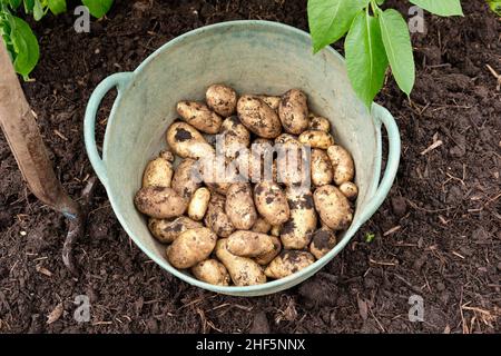 Un tapis de jardin vert rempli de pommes de terre Charlotte New fraîchement levées provenant d'un sol riche en matière organique dans un lit surélevé de potager. Banque D'Images